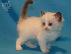 PoulaTo: Επικοινωνήστε μαζί μου μέσω Viber: ( +63-945-413-6749 ) RAGDOLL KITTENS...